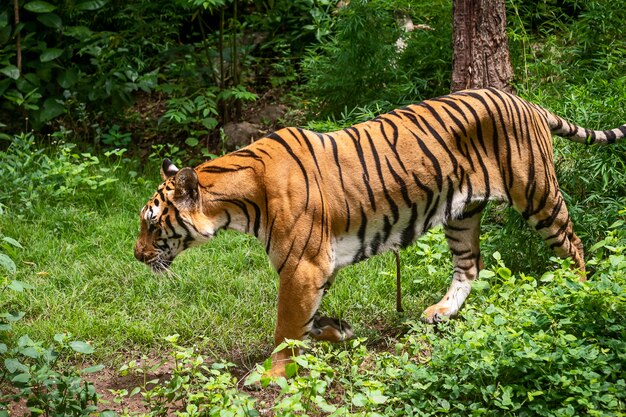 Retrato de tigre.