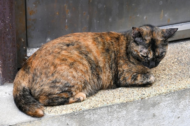 Retrato de tira de color marrón oscuro gato brazalete negro tendido en el suelo al aire libre cerrar su ojo mirar hacia el suelo enfoque selectivo