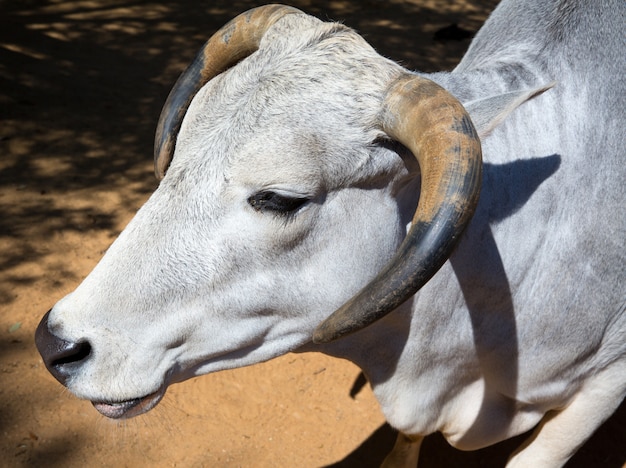 Retrato de toro blanco cabeza y cuernos