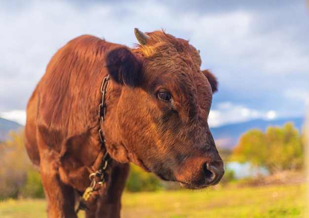 Retrato de toro joven en pasto