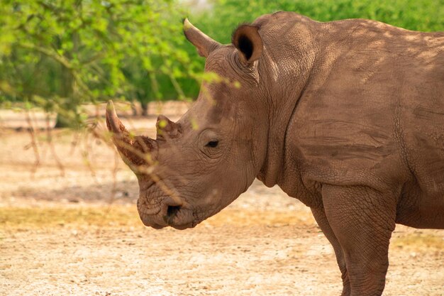 Retrato de un toro macho rinoceronte blanco pastando en el Parque Nacional de Etosha, Namibia. Animales africanos salvajes. Cerca de un rinoceronte