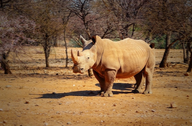 Retrato de un toro macho rinoceronte blanco pastando en el Parque Nacional de Etosha Namibia animales salvajes africanos cerca de un rinoceronte