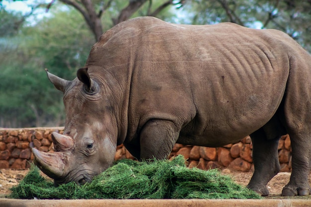 Retrato de un toro macho rinoceronte blanco pastando en el Parque Nacional de Etosha Namibia animales salvajes africanos