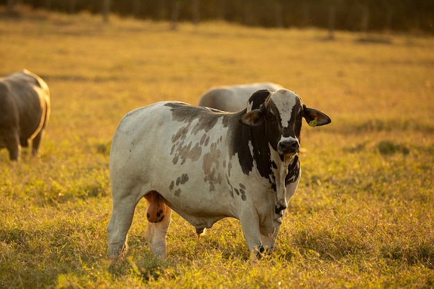 Retrato de toro en pasto al atardecer.