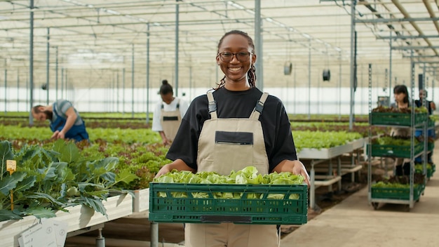 Retrato de un trabajador afroamericano en un invernadero sosteniendo una caja con lechuga verde mientras diversos agricultores recolectan vegetales biológicos. Mujer que trabaja en una granja orgánica posando orgullosa con la cosecha diaria.