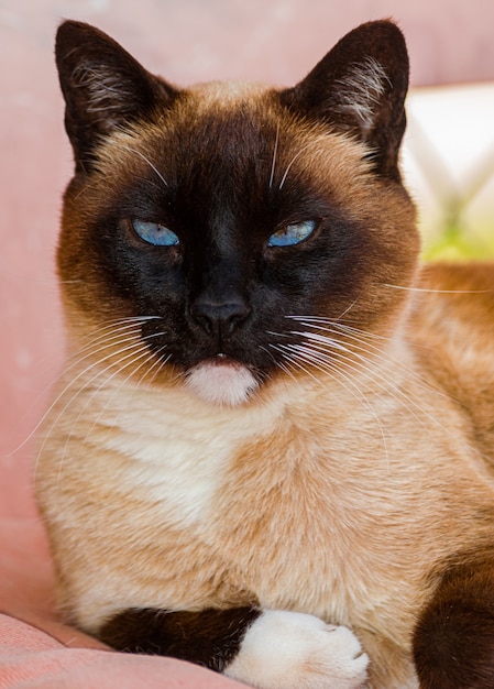 retrato tricolor de cabeça de gato siamês