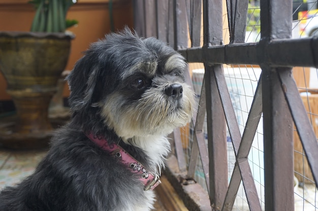 Retrato triste cara linda shih tzu pelo negro perro mirando y sentado con la puerta de la casa