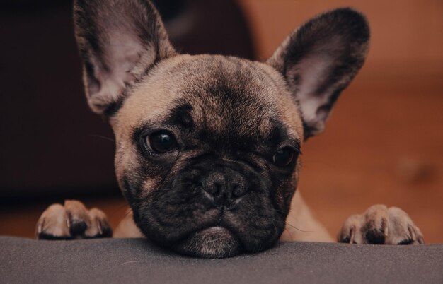 Retrato triste de cachorro bulldog francês fechado