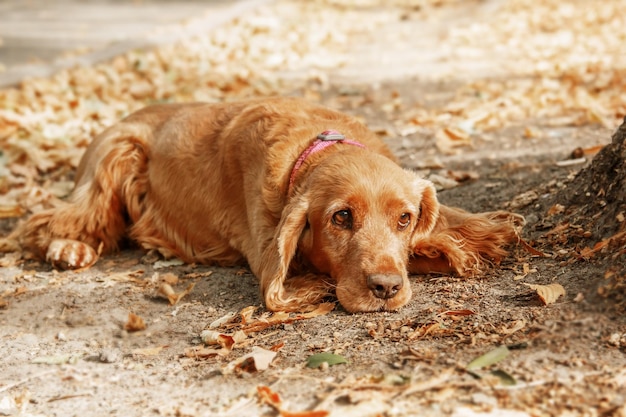 Retrato triste do cão de cocker spaniel inglês. outono. outono