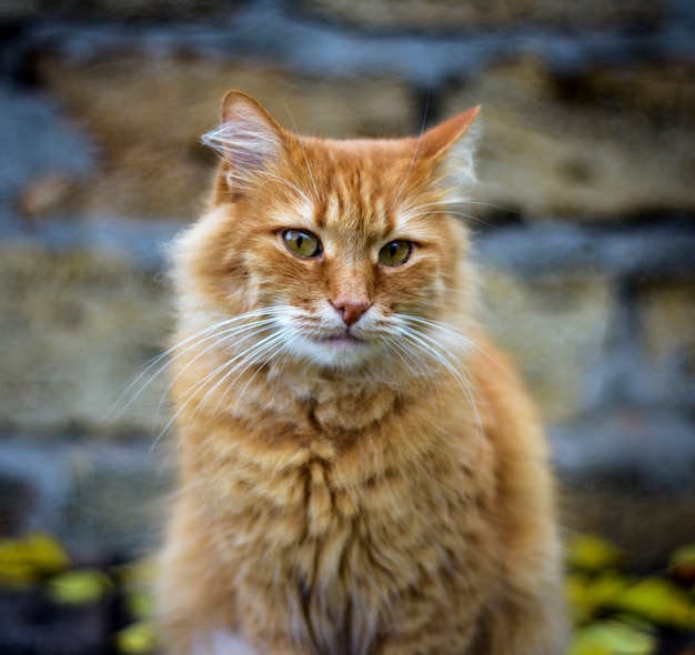 Retrato de un triste gato rojo esponjoso,