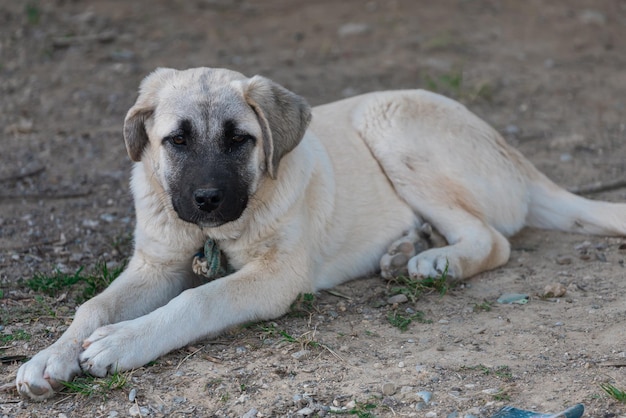 Retrato de un triste perro sin hogar miente y mira a la cámara Perro buscando dueño