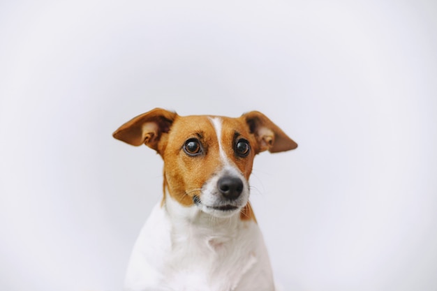 Retrato um cão de russell jack olhando na câmera.