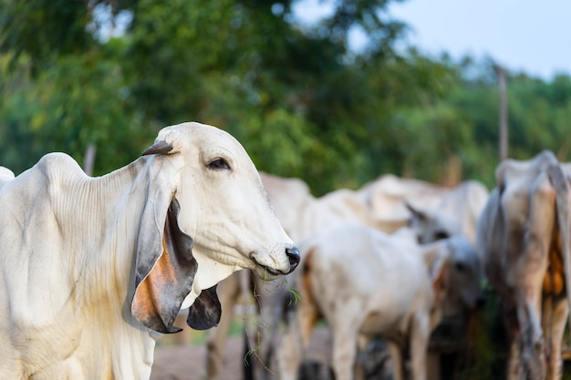 Foto retrato de vaca asiática blanca en el fondo del rebaño de vacas