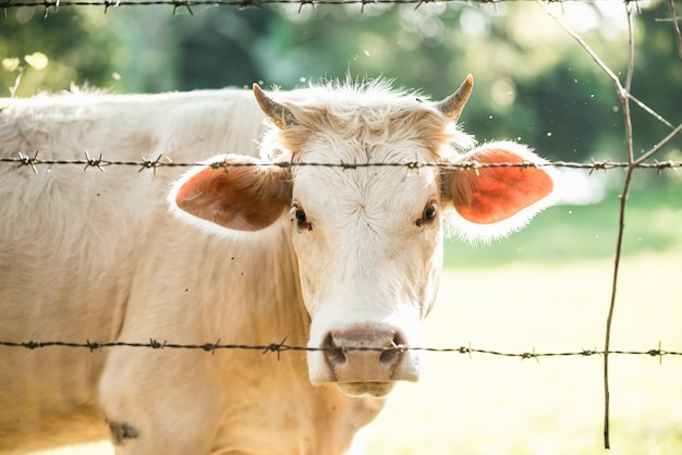 Retrato de vaca blanca en el jardín