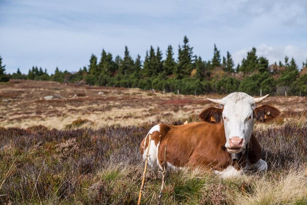 Foto retrato de una vaca en el campo contra el cielo