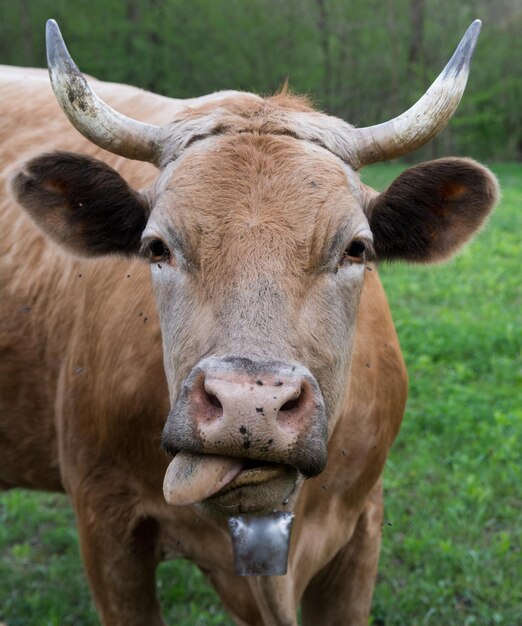 Foto retrato de una vaca en el campo