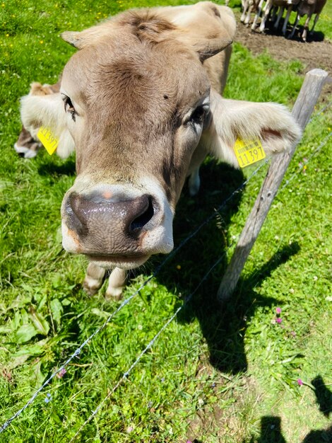 Foto retrato de una vaca en el campo