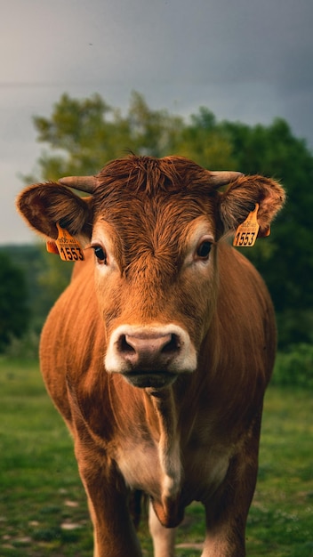 Foto retrato de una vaca en el campo