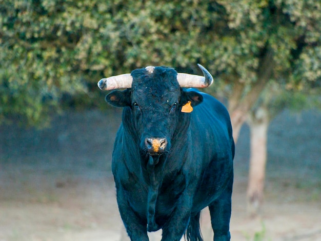 Foto retrato de una vaca en el campo