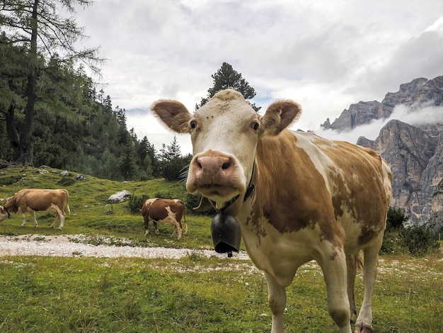 Retrato de vaca de cerca mirándote en dolomitas