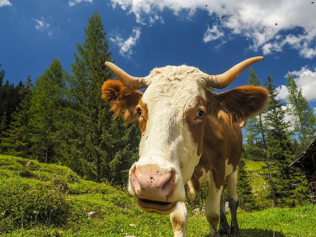 Retrato de vaca de cerca mirándote en dolomitas