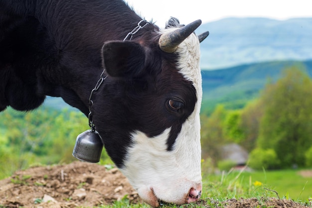 Retrato de vaca Holstein comiendo hierba Primer plano de una vaca lechera en blanco y negro