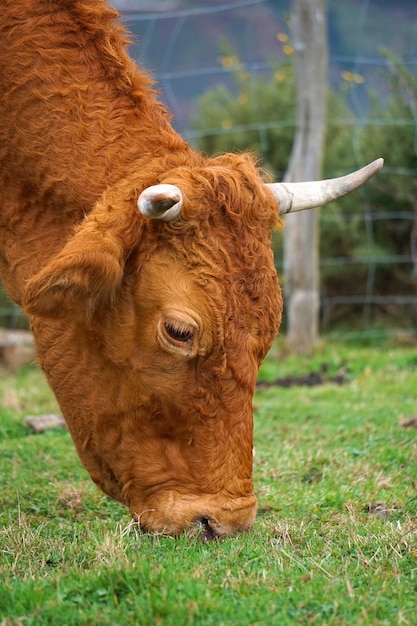 Retrato de vaca marrón en la montaña