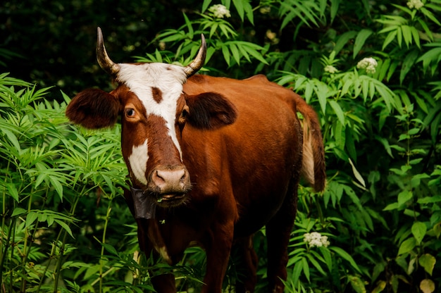 Retrato de una vaca marrón de pie entre los árboles