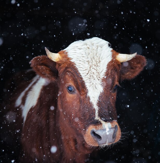 Retrato de una vaca mirando desde el frente contra un fondo fabuloso El concepto de vegetarianismo