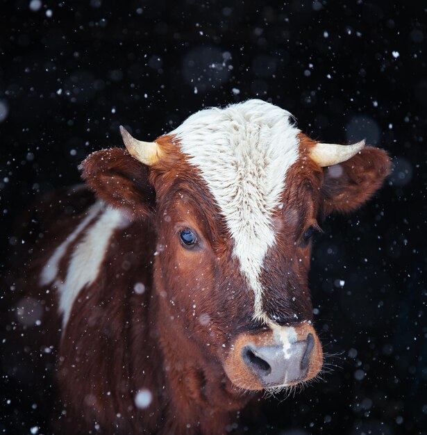 Foto retrato de una vaca mirando desde el frente contra un fondo fabuloso el concepto de vegetarianismo