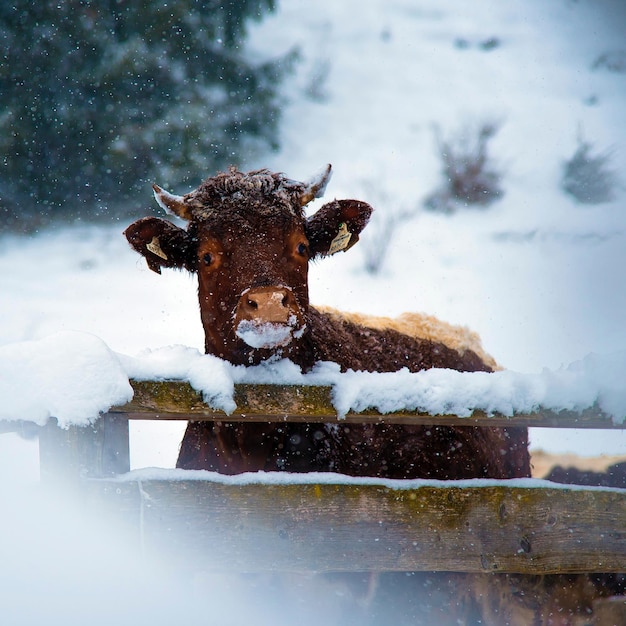 Retrato de una vaca en la nieve