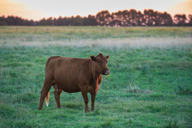 Retrato de vaca en el paisaje pampeano Provincia de La Pampa Patagonia Argentina