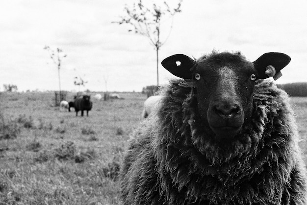 Retrato de una vaca pastando en el campo contra el cielo