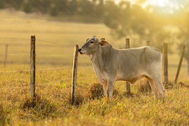 Retrato de vaca en pasto al atardecer.