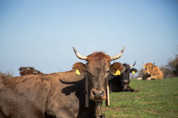 Retrato de la vaca de pastoreo