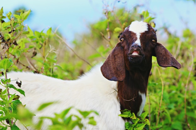 Foto retrato de una vaca de pie en el campo contra el cielo