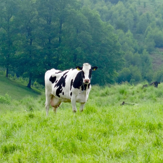 Foto retrato de una vaca de pie en un campo de hierba