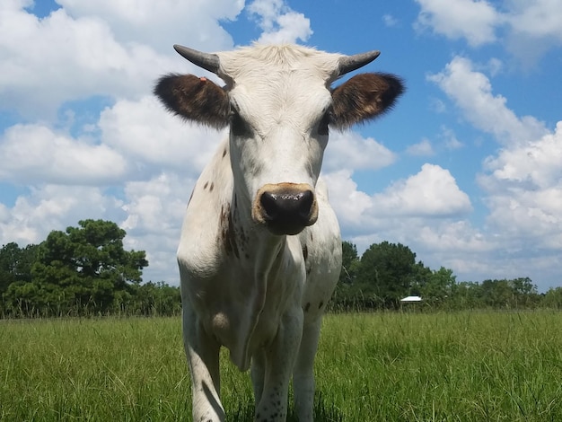 Retrato de una vaca de pie en el campo