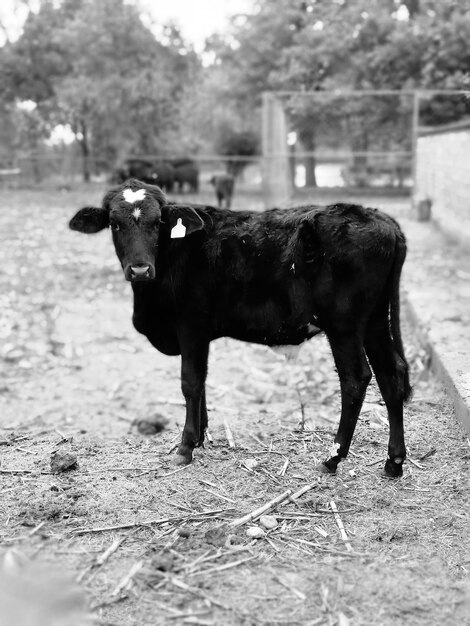 Foto retrato de una vaca de pie en el campo