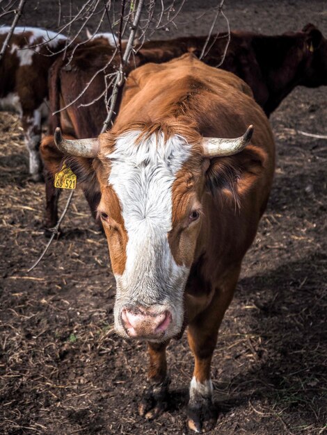 Retrato de una vaca de pie en el campo