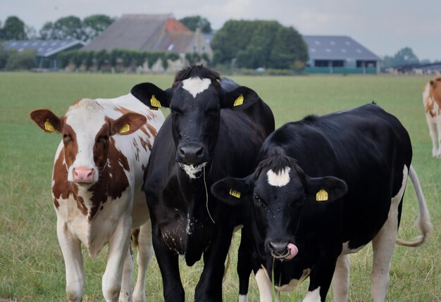 Foto retrato de una vaca de pie en el campo