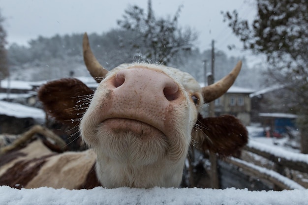 Retrato de una vaca en primer plano
