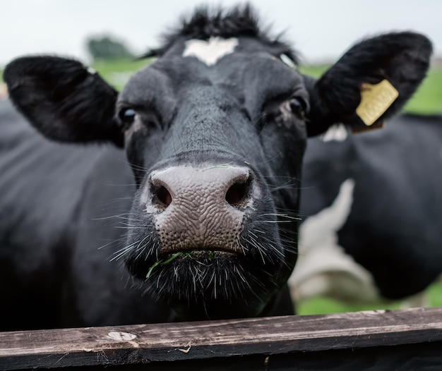 Retrato de una vaca en primer plano