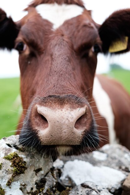 Foto retrato de una vaca en primer plano