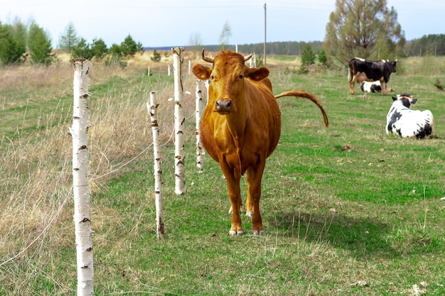 Retrato de una vaca roja caminando en un prado verde con un rebaño cerca de una valla de troncos de abedul.