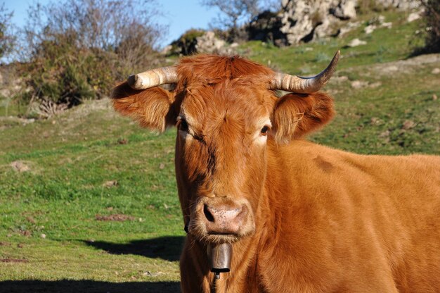 Foto retrato de una vaca en tierra