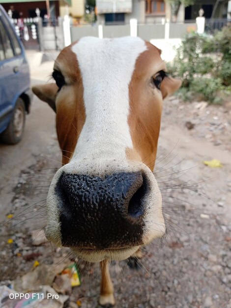 Foto retrato de una vaca