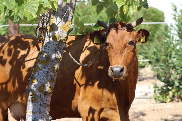 Foto retrato de una vaca