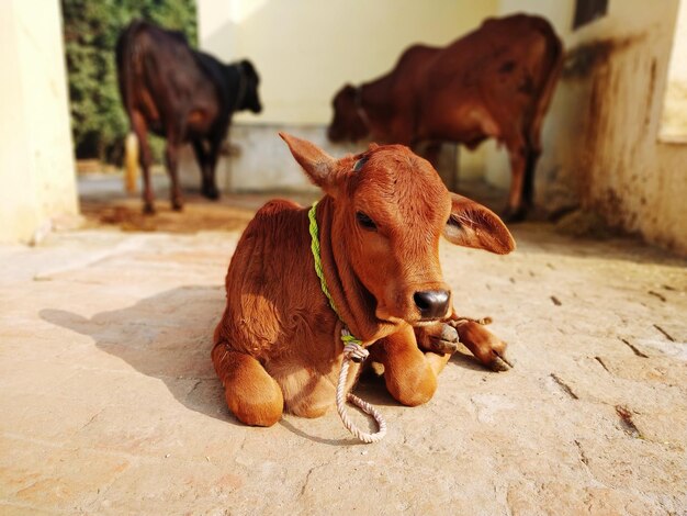 Foto retrato de una vaca