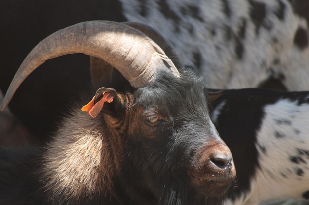 Foto retrato de una vaca